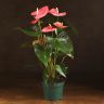 Антуриум Андрианум розовый D17 фото 1 &mdash; Luxury Plants