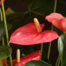 Антуриум Андрианум розовый D17 фото 5 &mdash; Luxury Plants