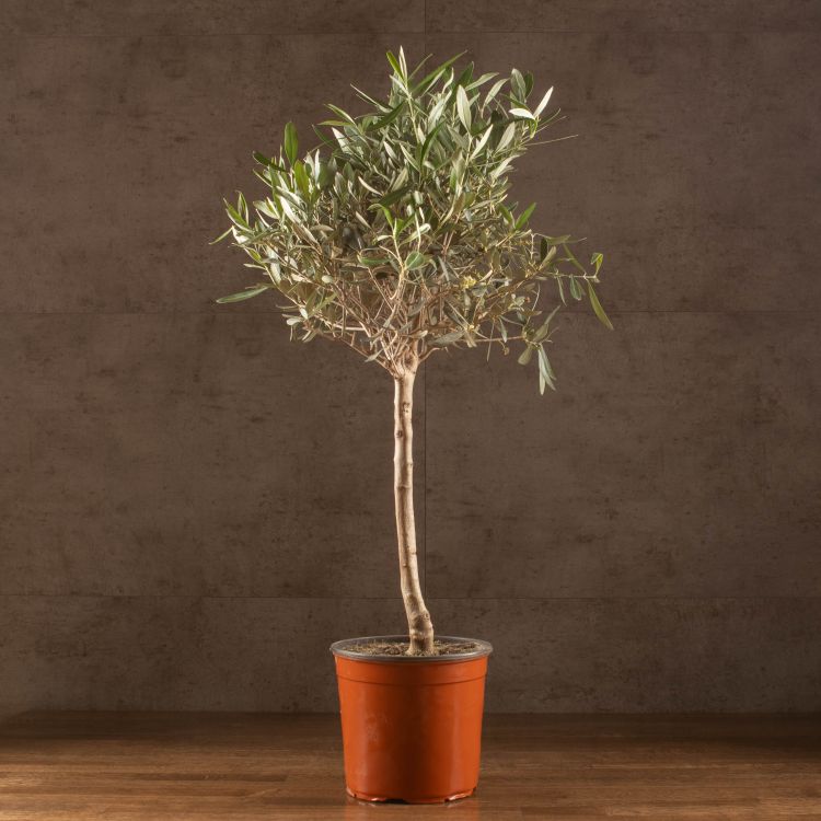 Олива Европейская 80/19 фото 1 &mdash; Luxury Plants
