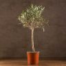 Олива Европейская 80/19 фото 1 &mdash; Luxury Plants