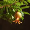 Бонсай Гранат 30 см фото 2 &mdash; Luxury Plants