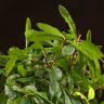 Бонсай Гранат 30 см фото 4 &mdash; Luxury Plants