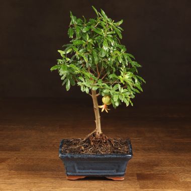Бонсай Гранат 30 см &mdash; Luxury Plants