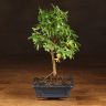 Бонсай Гранат 30 см фото 1 &mdash; Luxury Plants