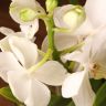 Орхидея Ванда мини в стекле белая фото 3 &mdash; Luxury Plants