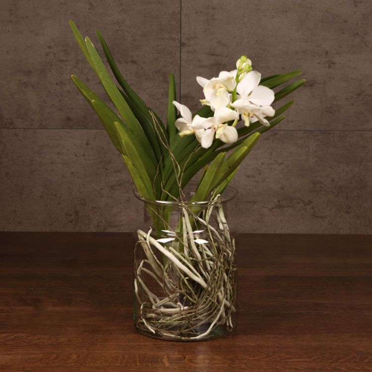 Орхидея Ванда мини в стекле белая фото 1 &mdash; Luxury Plants