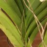 Орхидея Ванда мини в стекле белая фото 4 &mdash; Luxury Plants