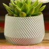 Эхеверия в сером кашпо D10 фото 4 &mdash; Luxury Plants