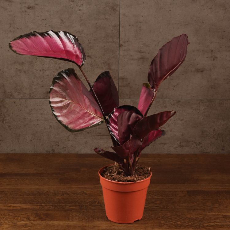 Калатея Розеопикта Рози 45/12 фото 1 &mdash; Luxury Plants