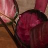 Калатея Розеопикта Рози 45/12 фото 3 &mdash; Luxury Plants