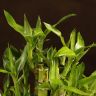 Бамбук 3 уровня Сидящий Будда фото 4 &mdash; Luxury Plants