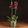 Орхидея Фаленопсис мультифлора Каменная роза фото 2 &mdash; Luxury Plants