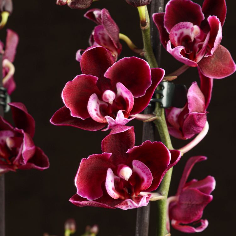 Орхидея Фаленопсис мультифлора Каменная роза фото 1 &mdash; Luxury Plants