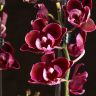 Орхидея Фаленопсис мультифлора Каменная роза фото 1 &mdash; Luxury Plants