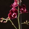 Орхидея Фаленопсис мультифлора Каменная роза фото 3 &mdash; Luxury Plants