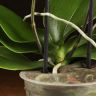 Орхидея Фаленопсис мультифлора Каменная роза фото 4 &mdash; Luxury Plants