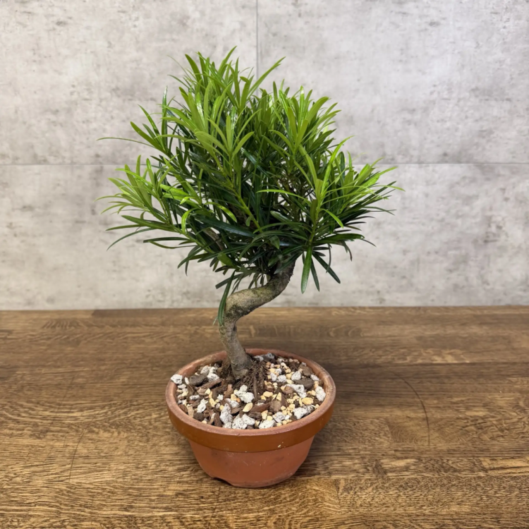 Бонсай Подокарпус 30 см в круглой плошке фото 1 &mdash; Luxury Plants