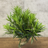 Бонсай Подокарпус 30 см в круглой плошке фото 2 &mdash; Luxury Plants