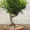 Бонсай Подокарпус 30 см в круглой плошке фото 3 &mdash; Luxury Plants