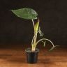Алоказия Фрайдек 35/10 фото 1 &mdash; Luxury Plants