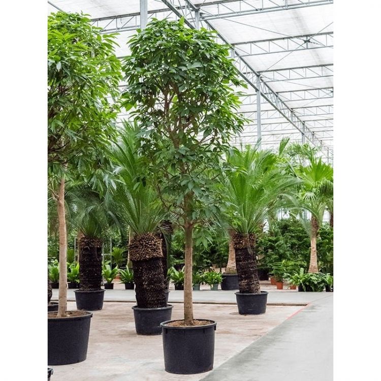 Фикус Алтиссима 550/90 фото 1 &mdash; Luxury Plants