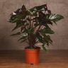 Антуриум Андрианум черный D17 фото 1 &mdash; Luxury Plants