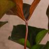 Антуриум Андрианум черный D17 фото 3 &mdash; Luxury Plants