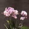 Орхидея Фаленопсис Bellissimo нежно-розовая в кашпо фото 2 &mdash; Luxury Plants
