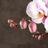 Орхидея Фаленопсис Bellissimo нежно-розовая в кашпо фото 3 &mdash; Luxury Plants