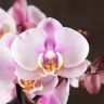 Орхидея Фаленопсис Bellissimo нежно-розовая в кашпо фото 4 &mdash; Luxury Plants