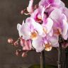Орхидея Фаленопсис Bellissimo нежно-розовая в кашпо фото 5 &mdash; Luxury Plants