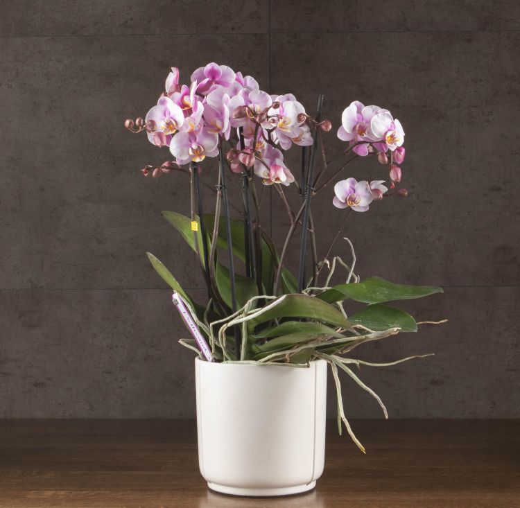 Орхидея Фаленопсис Bellissimo нежно-розовая в кашпо фото 1 &mdash; Luxury Plants