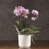Орхидея Фаленопсис Bellissimo нежно-розовая в кашпо фото 1 &mdash; Luxury Plants