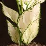 Аглаонема Вайт Джой 30/12 фото 3 &mdash; Luxury Plants