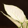 Аглаонема Вайт Джой 30/12 фото 2 &mdash; Luxury Plants