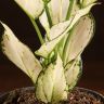 Аглаонема Вайт Джой 30/12 фото 5 &mdash; Luxury Plants