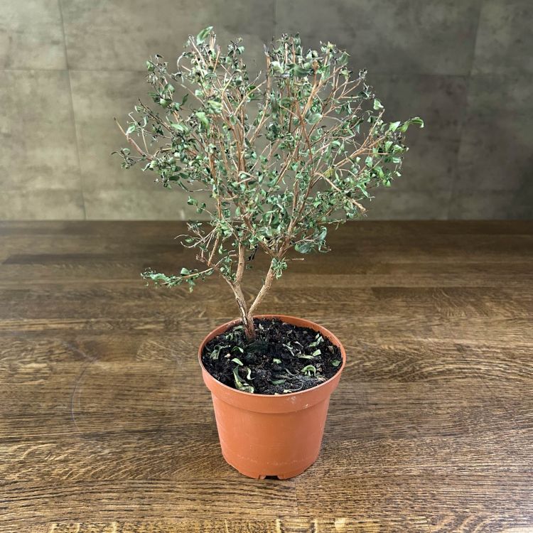 Мирт обыкновенный д 12 уценка фото 1 &mdash; Luxury Plants