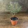 Мирт обыкновенный д 12 уценка фото 1 &mdash; Luxury Plants