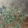 Мирт обыкновенный д 12 уценка фото 2 &mdash; Luxury Plants