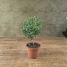 Мирт обыкновенный д 12 уценка фото 3 &mdash; Luxury Plants