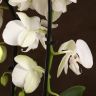Композиция Aphrodite с белой орхидеей в кашпо фото 4 &mdash; Luxury Plants