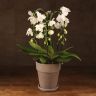 Композиция Aphrodite с белой орхидеей в кашпо фото 1 &mdash; Luxury Plants