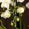Композиция Aphrodite с белой орхидеей в кашпо фото 5 &mdash; Luxury Plants