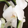 Композиция Aphrodite с белой орхидеей в кашпо фото 2 &mdash; Luxury Plants