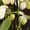 Композиция Aphrodite с белой орхидеей в кашпо фото 3 &mdash; Luxury Plants