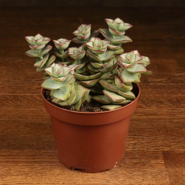 Крассула Перфората 16/13 &mdash; Luxury Plants