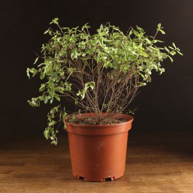 Питтоспорум Мидджет д23 уценка &mdash; Luxury Plants
