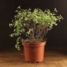 Питтоспорум Мидджет д23 уценка фото 1 &mdash; Luxury Plants