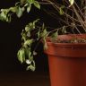 Питтоспорум Мидджет д23 уценка фото 2 &mdash; Luxury Plants