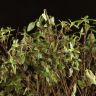 Питтоспорум Мидджет д23 уценка фото 4 &mdash; Luxury Plants